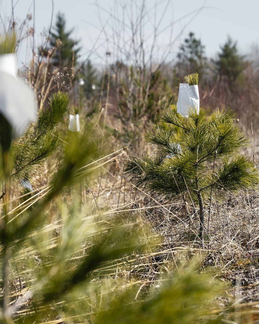 4 year old red pine trees with a paper cap on each tree with dry brush in the background