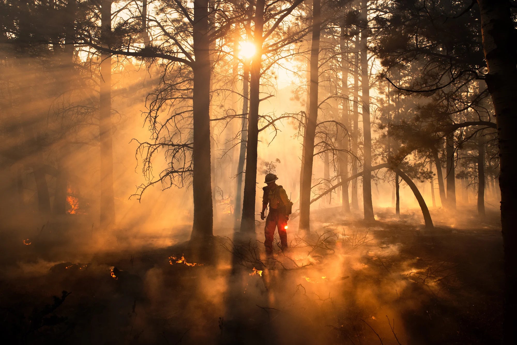 A wildland firefighter with the wyoming hotshots walking through a burning forest holding a flare. Photo by Kyle Miller
